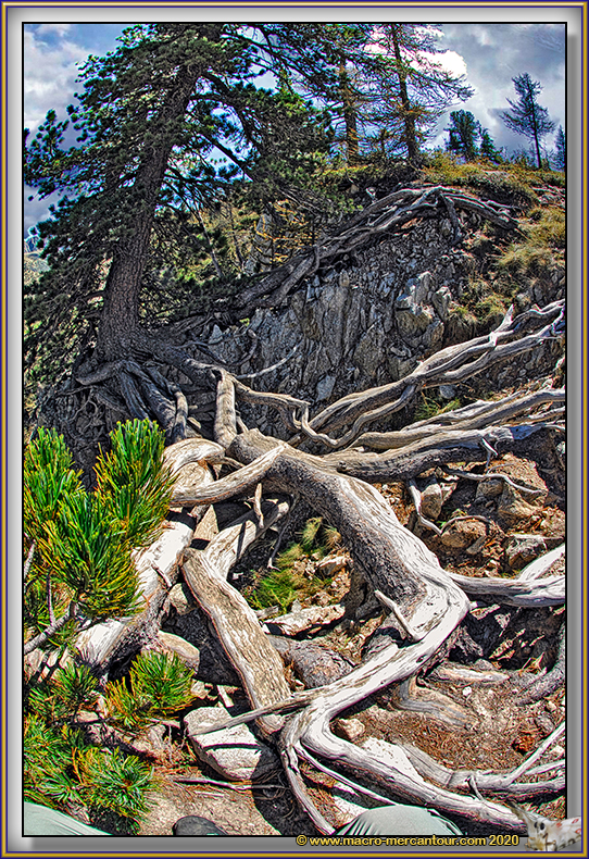 Mélèze aux Adus du Boréon